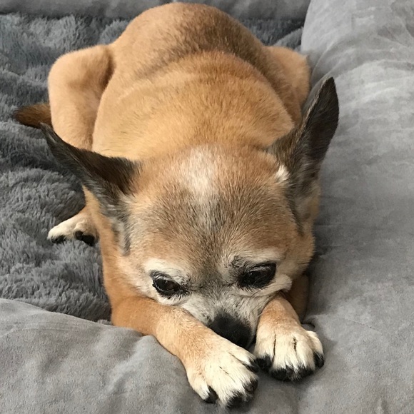 Meet 18yr old Chihuahua Roscoe! - Picture 7 of 10